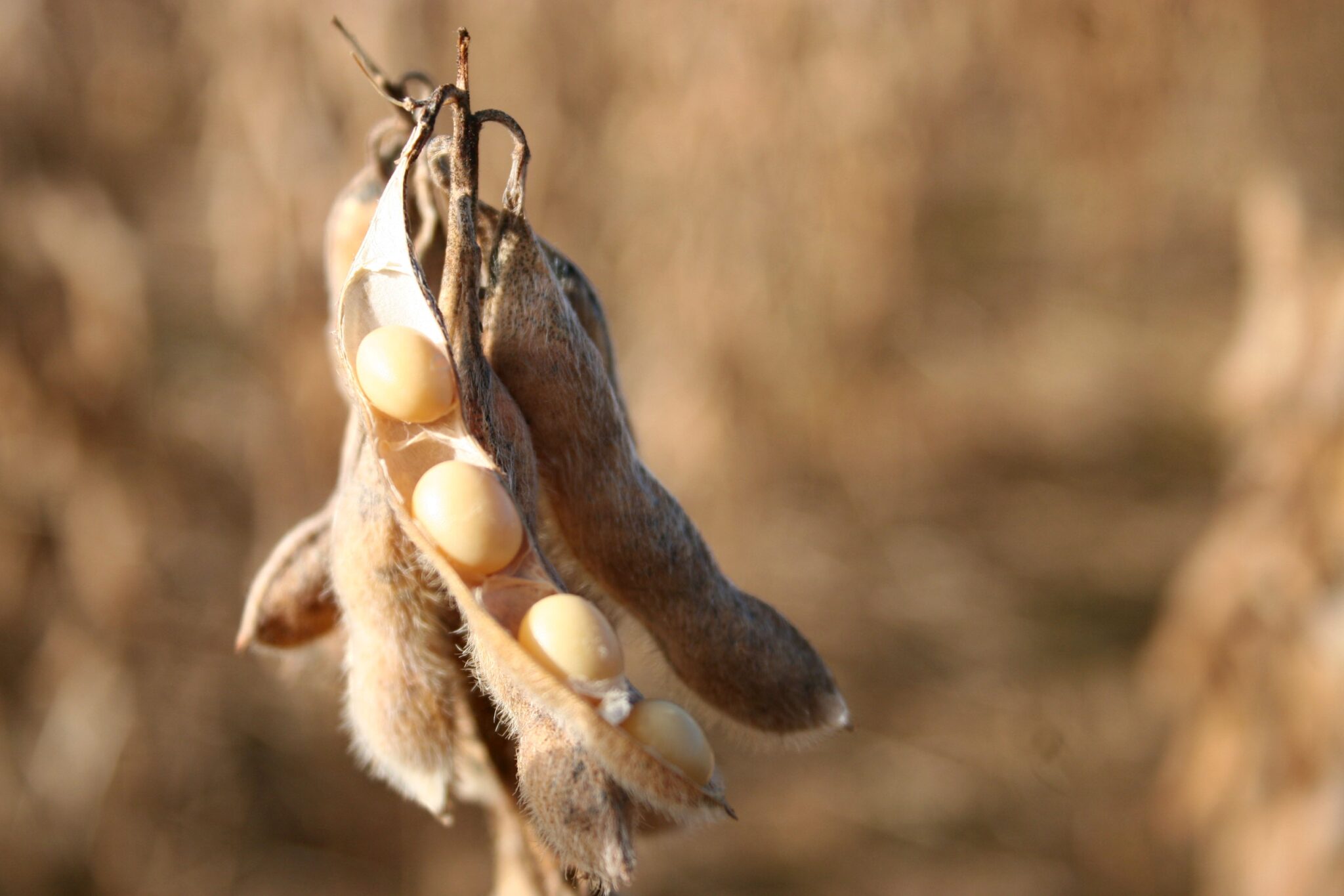 Leia mais sobre o artigo A proteção de patente de sementes de sojas transgênicas e o art. 10 da Lei de Proteção de Cultivares